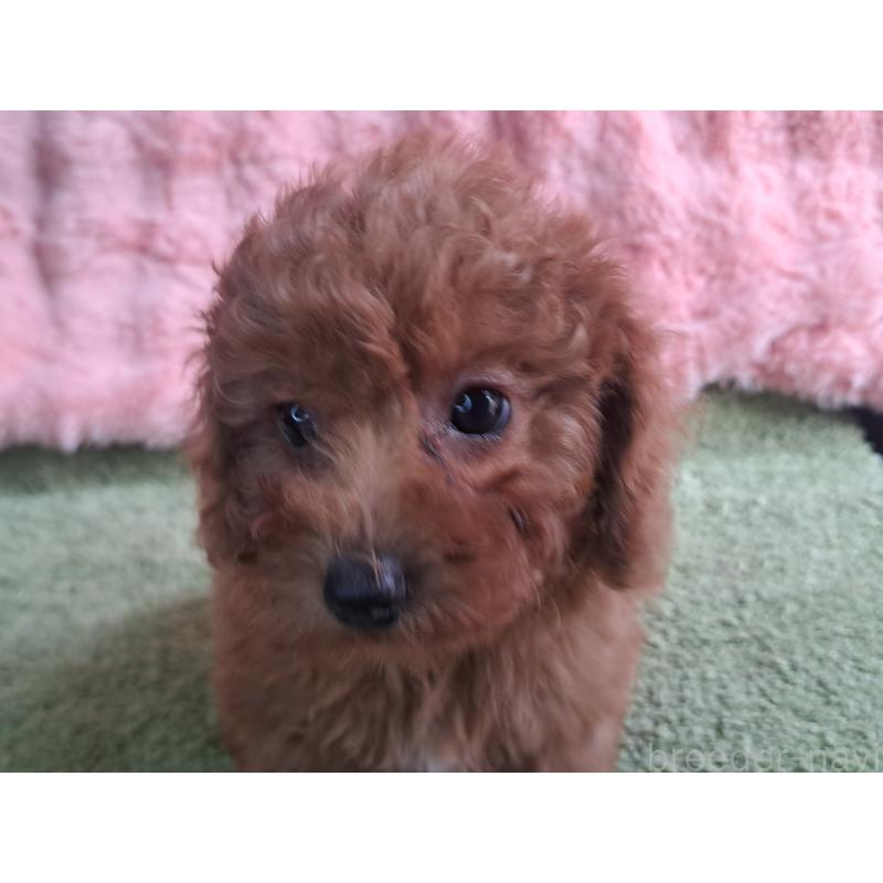 販売中の愛知県のトイプードル-421602の11枚目