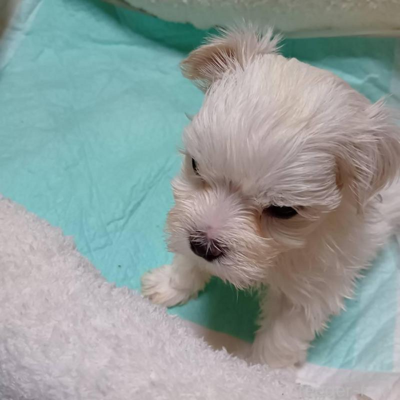 販売中の宮城県のマルチーズ-427703の12枚目