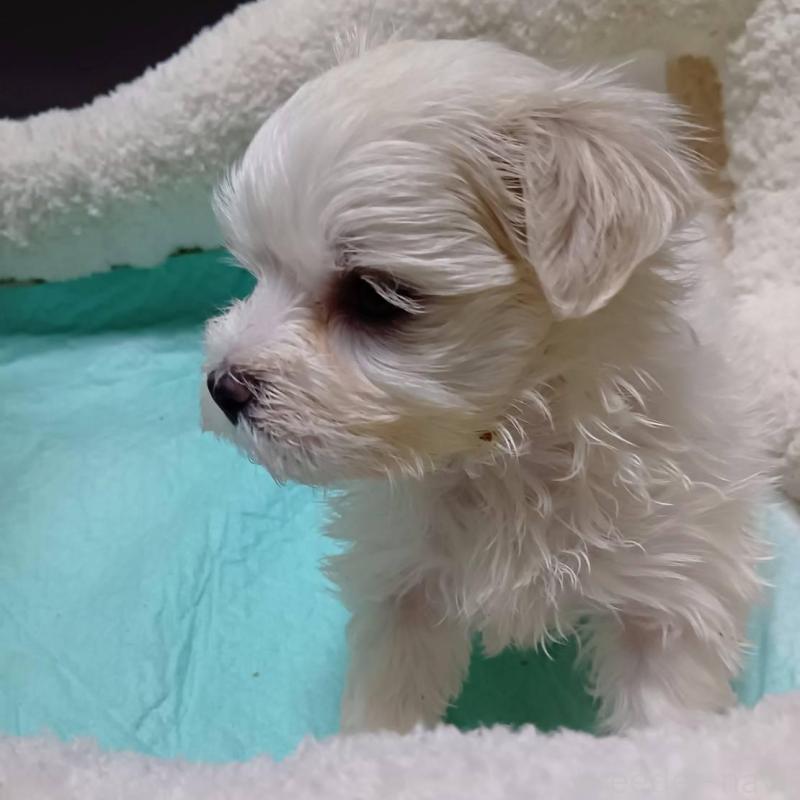 販売中の宮城県のマルチーズ-427703の11枚目