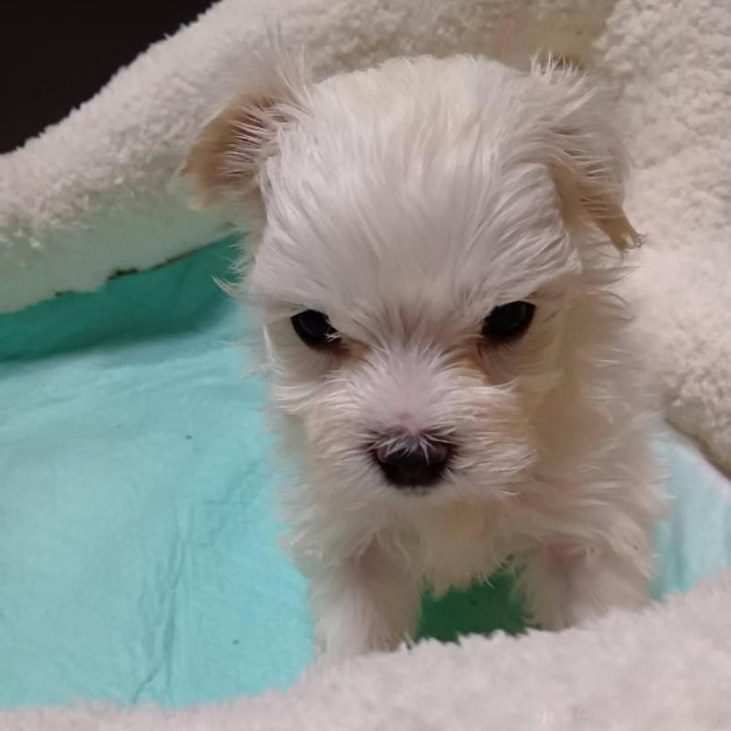 販売中の宮城県のマルチーズ-427703の10枚目