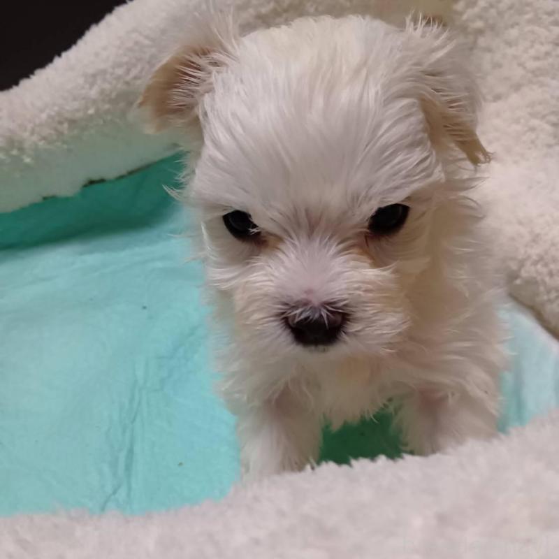 販売中の宮城県のマルチーズ-427703の9枚目