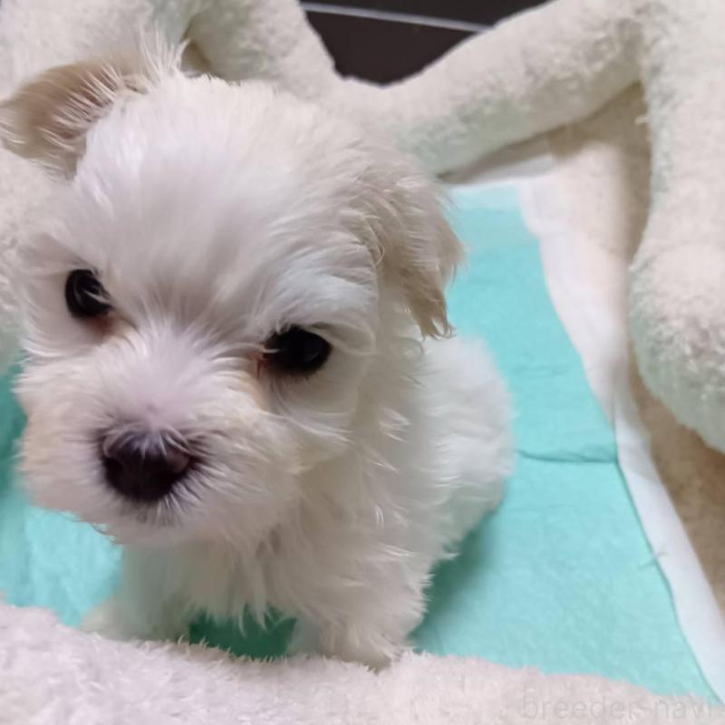 販売中の宮城県のマルチーズ-427703の7枚目