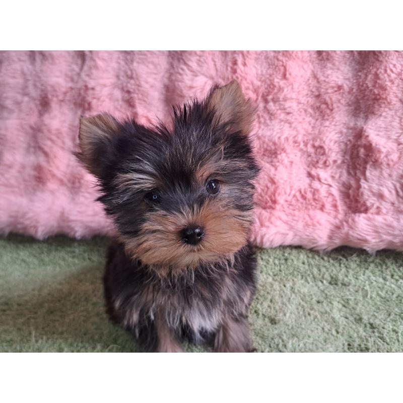 成約済の愛知県のヨークシャーテリア-415198の11枚目