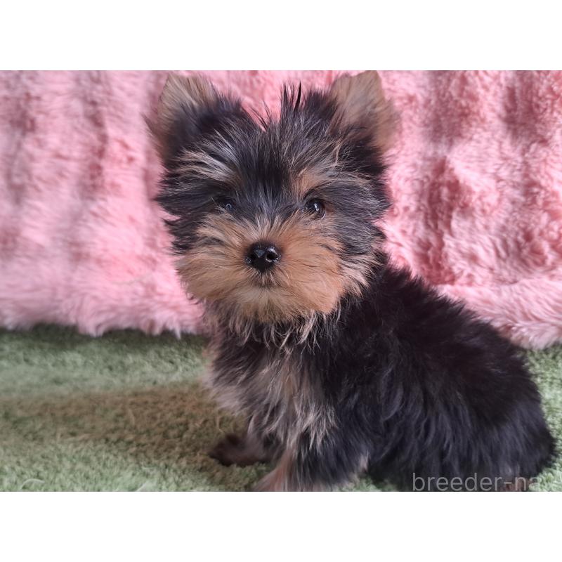 成約済の愛知県のヨークシャーテリア-415198の10枚目