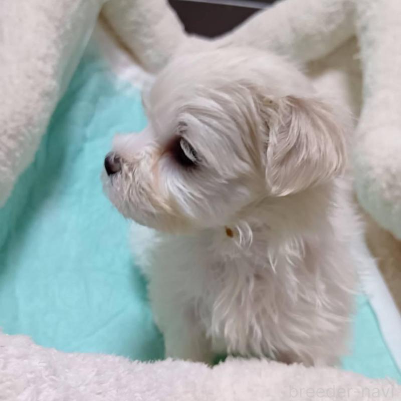 販売中の宮城県のマルチーズ-427703の6枚目