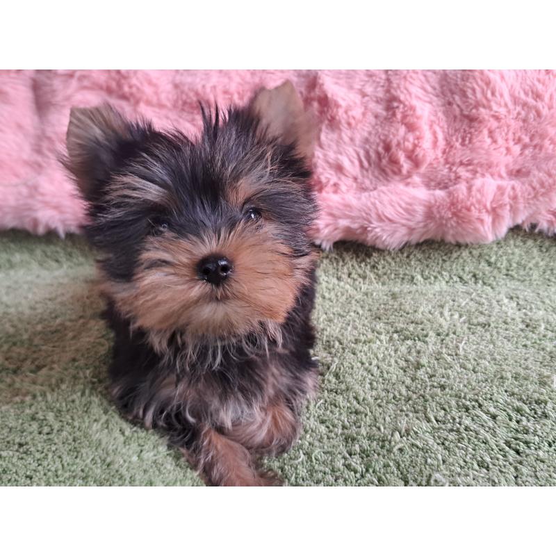 成約済の愛知県のヨークシャーテリア-415198の9枚目