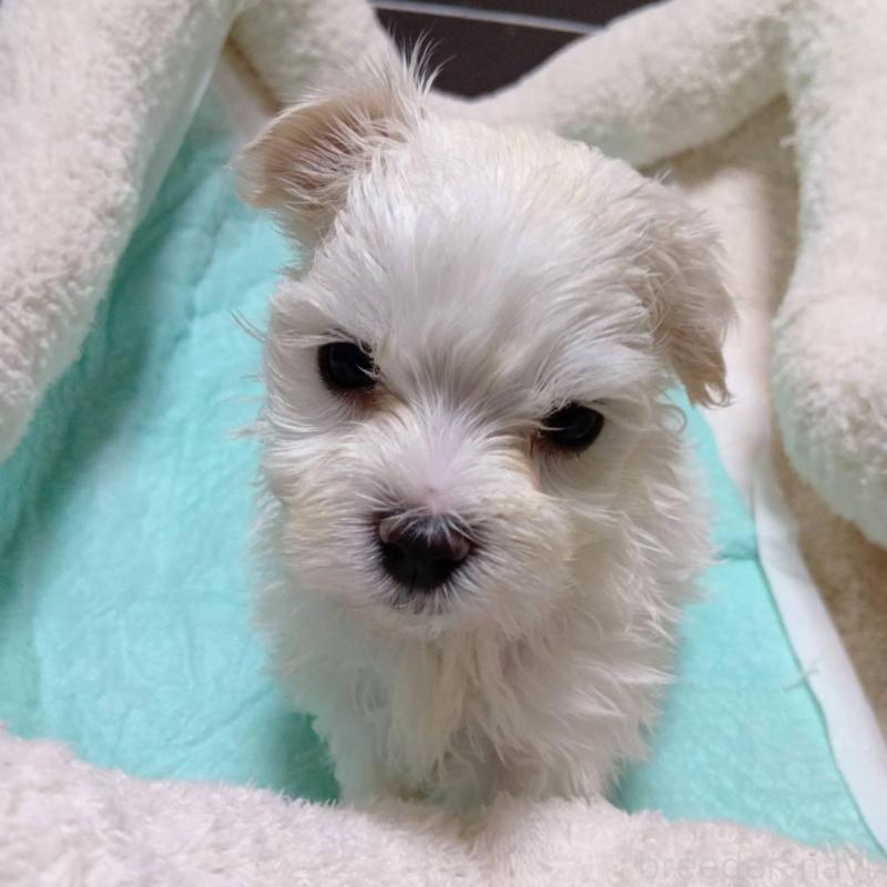 販売中の宮城県のマルチーズ-427703の5枚目