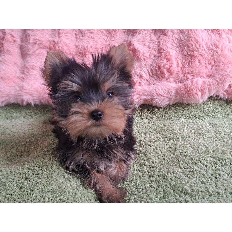 販売中の愛知県のヨークシャーテリア-415198