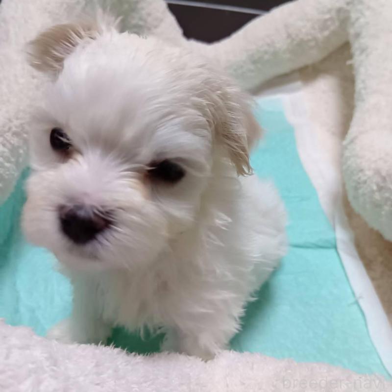 販売中の宮城県のマルチーズ-427703の4枚目