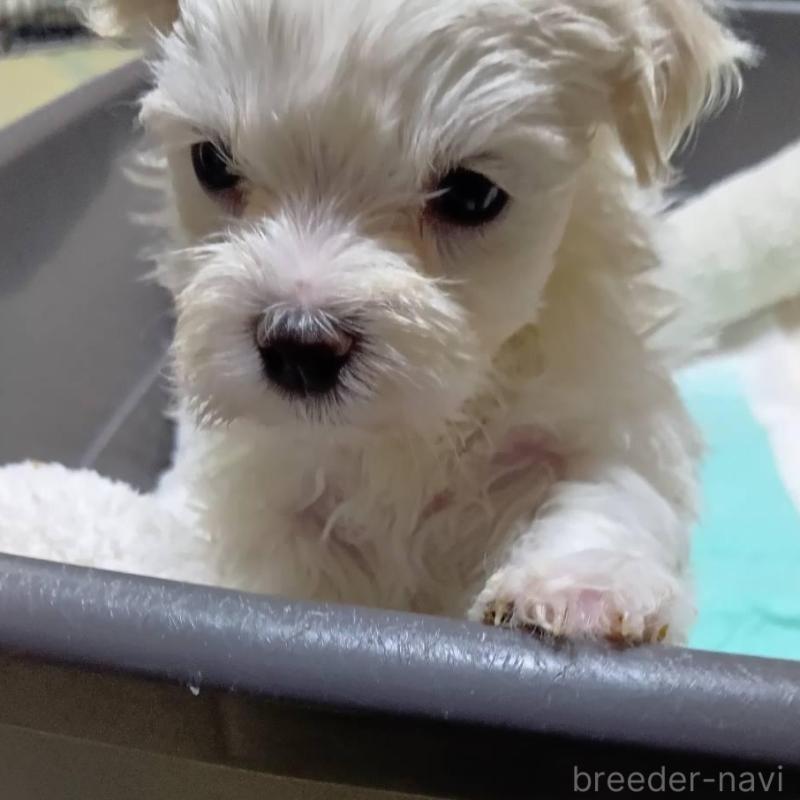 販売中の宮城県のマルチーズ-427703の3枚目