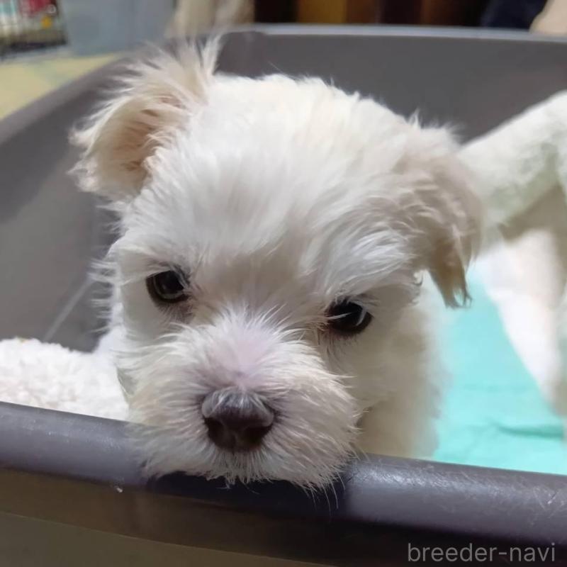 販売中の宮城県のマルチーズ-427703の2枚目
