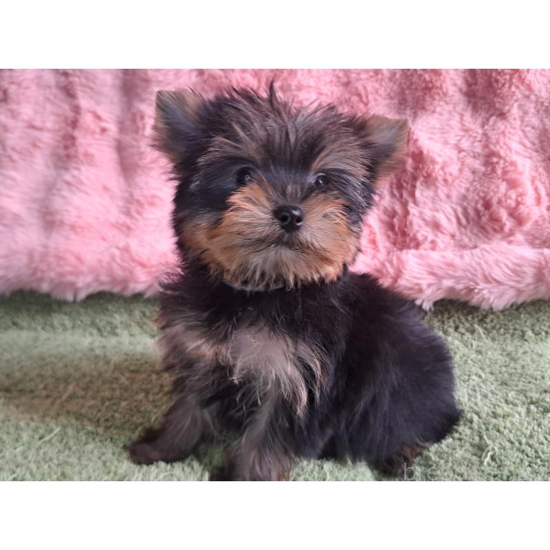 成約済の愛知県のヨークシャーテリア-425109の5枚目