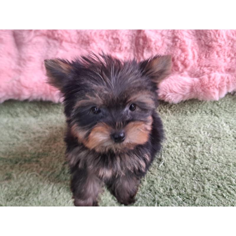 成約済の愛知県のヨークシャーテリア-425109の4枚目