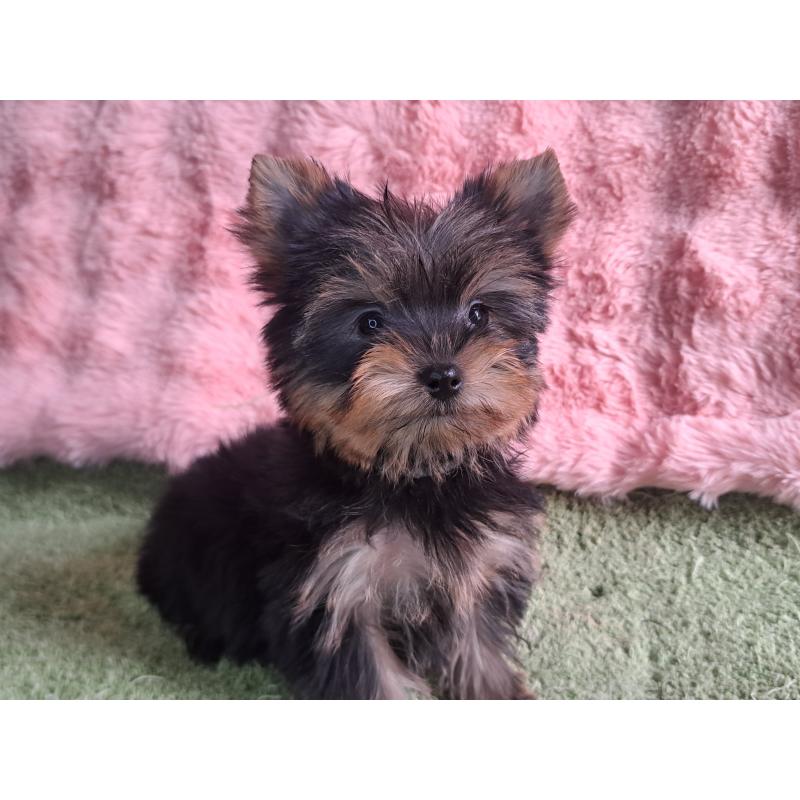 成約済の愛知県のヨークシャーテリア-425109の3枚目