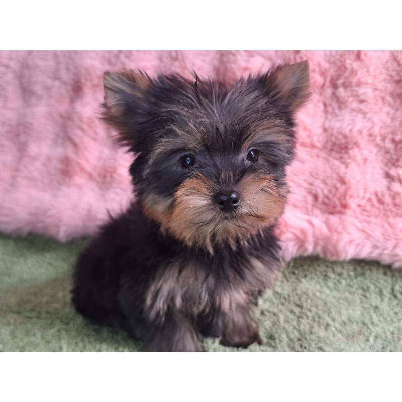 成約済の愛知県のヨークシャーテリア-425109の2枚目