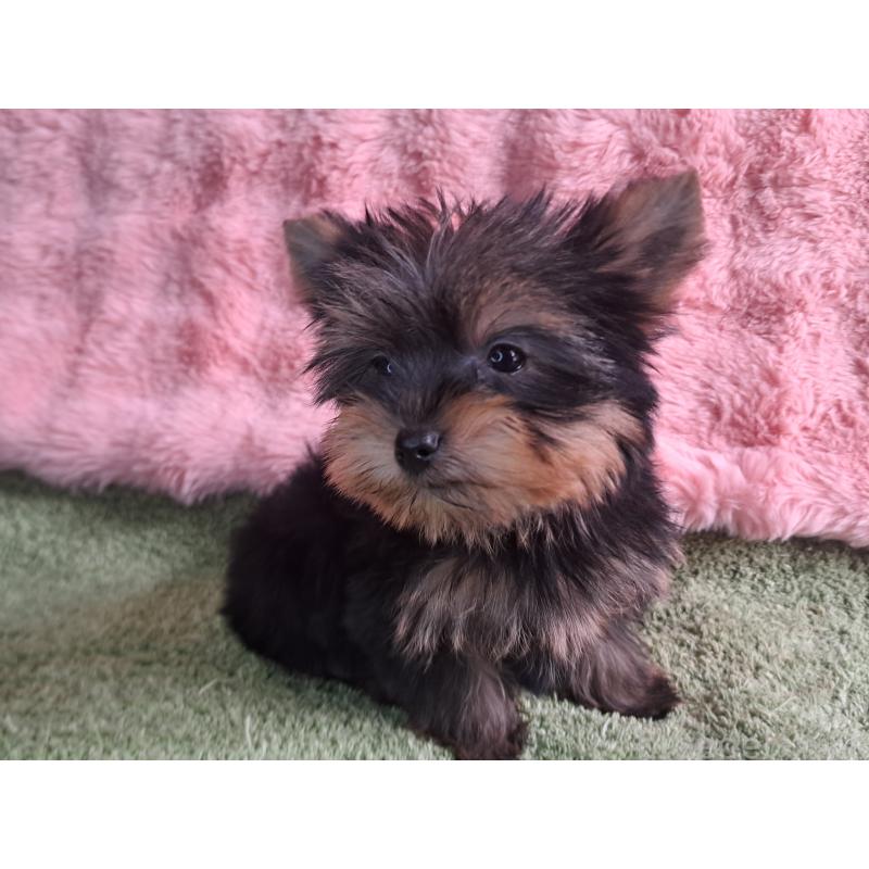 販売中の愛知県のヨークシャーテリア-425109