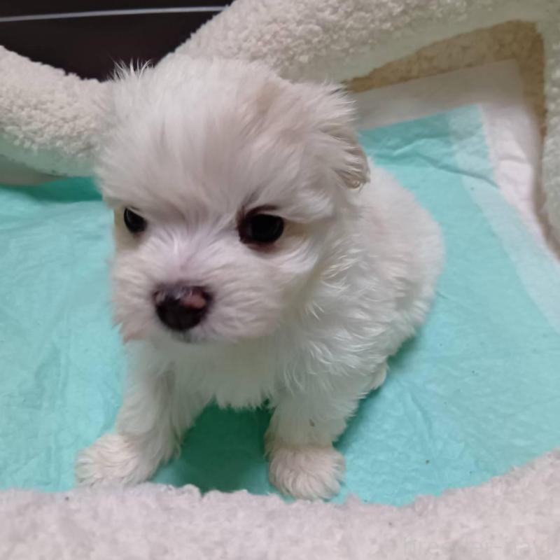 販売中の宮城県のマルチーズ-427704の2枚目