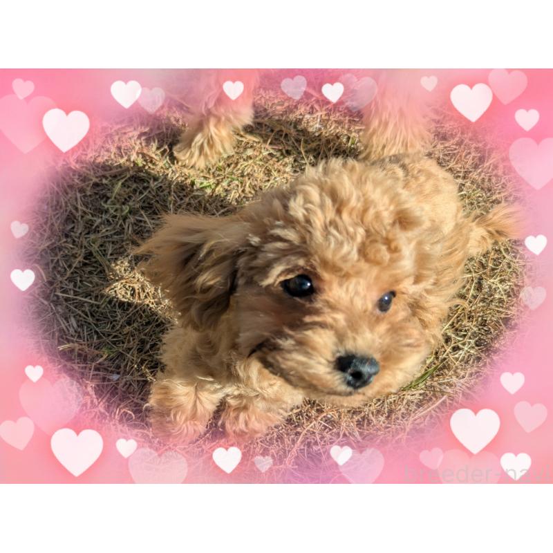 販売中の静岡県のティーカッププードル-427707の5枚目