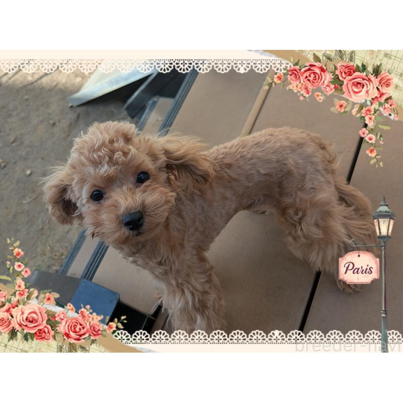 販売中の静岡県のティーカッププードル-427707の3枚目