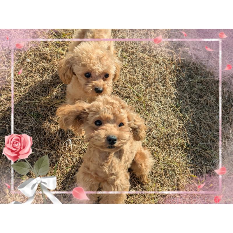 販売中の静岡県のティーカッププードル-427707の2枚目