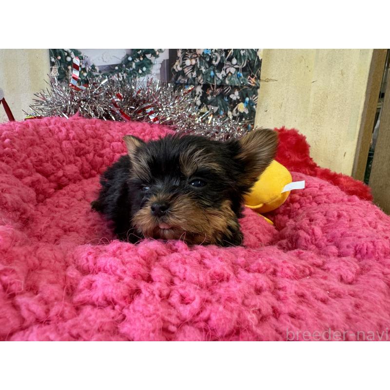 販売中の群馬県のヨークシャーテリア-427705の4枚目