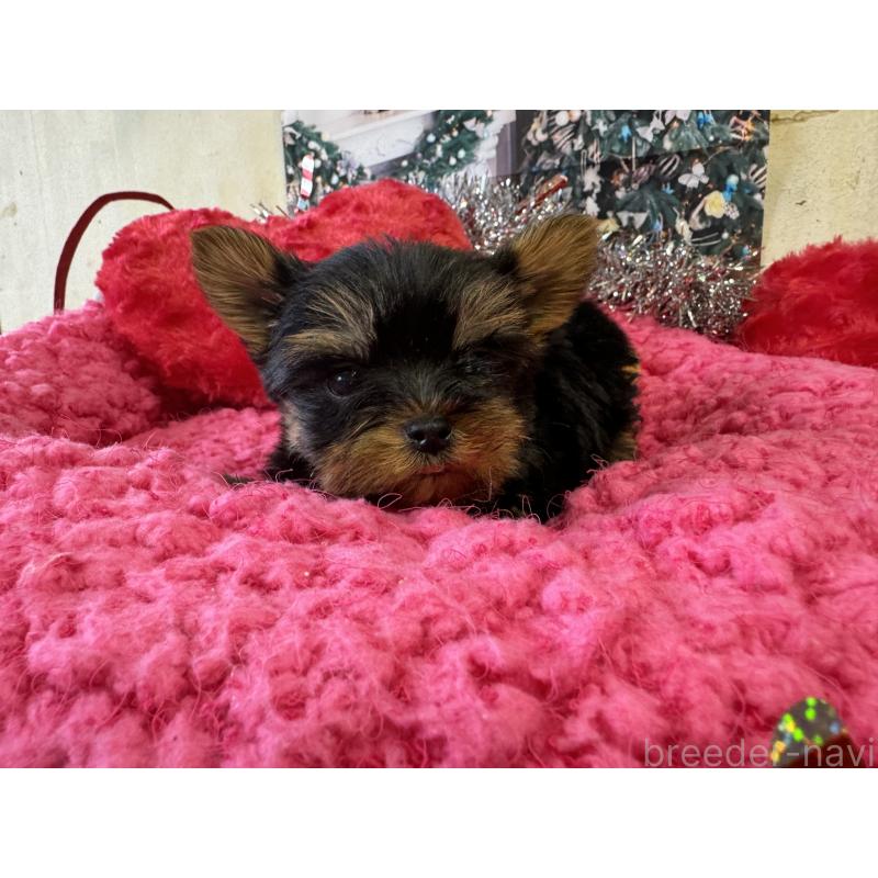 販売中の群馬県のヨークシャーテリア-427705の3枚目