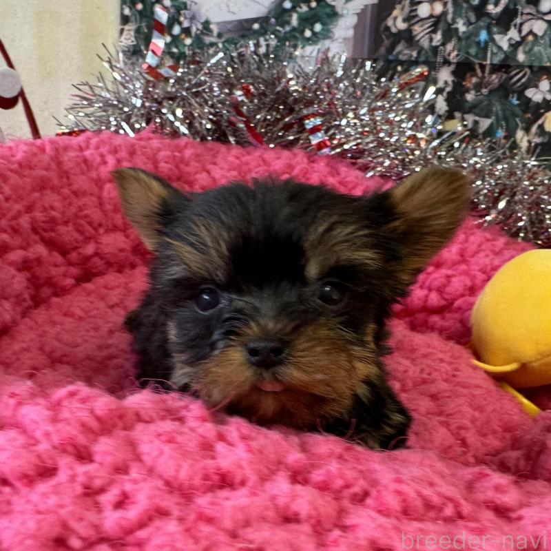 販売中の群馬県のヨークシャーテリア-427705の2枚目