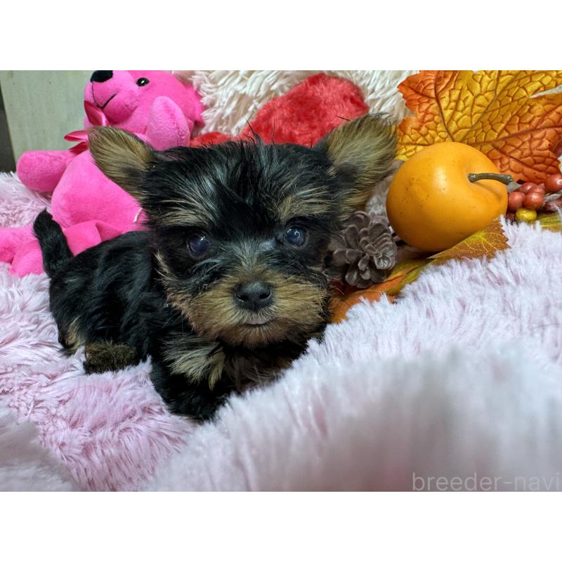 販売中の群馬県のヨークシャーテリア-427706の3枚目