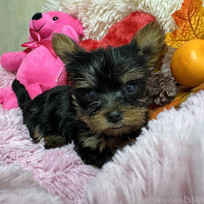 販売中の群馬県のヨークシャーテリア-427706の1枚目