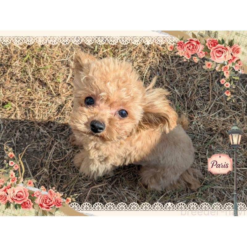 販売中の静岡県のティーカッププードル-427708の1枚目