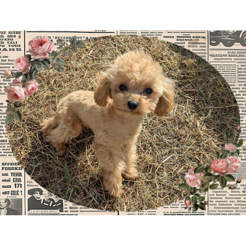 販売中の静岡県のティーカッププードル-427708の4枚目