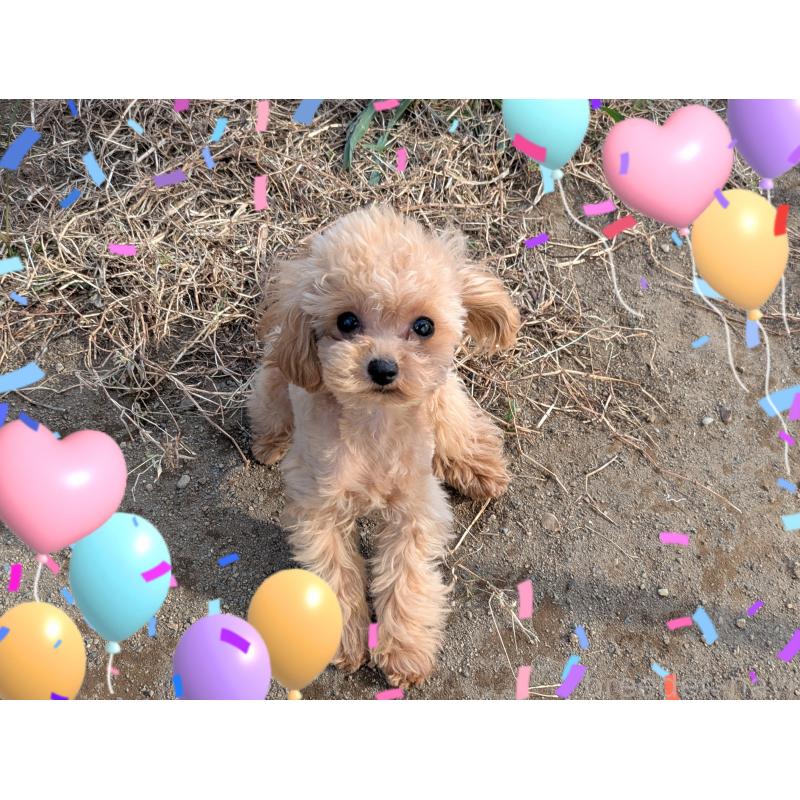 販売中の静岡県のティーカッププードル-427708の3枚目