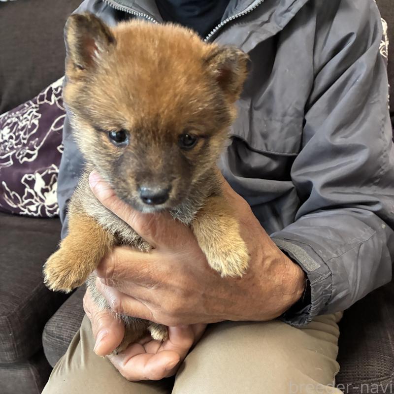 販売中の大分県の豆柴-427710