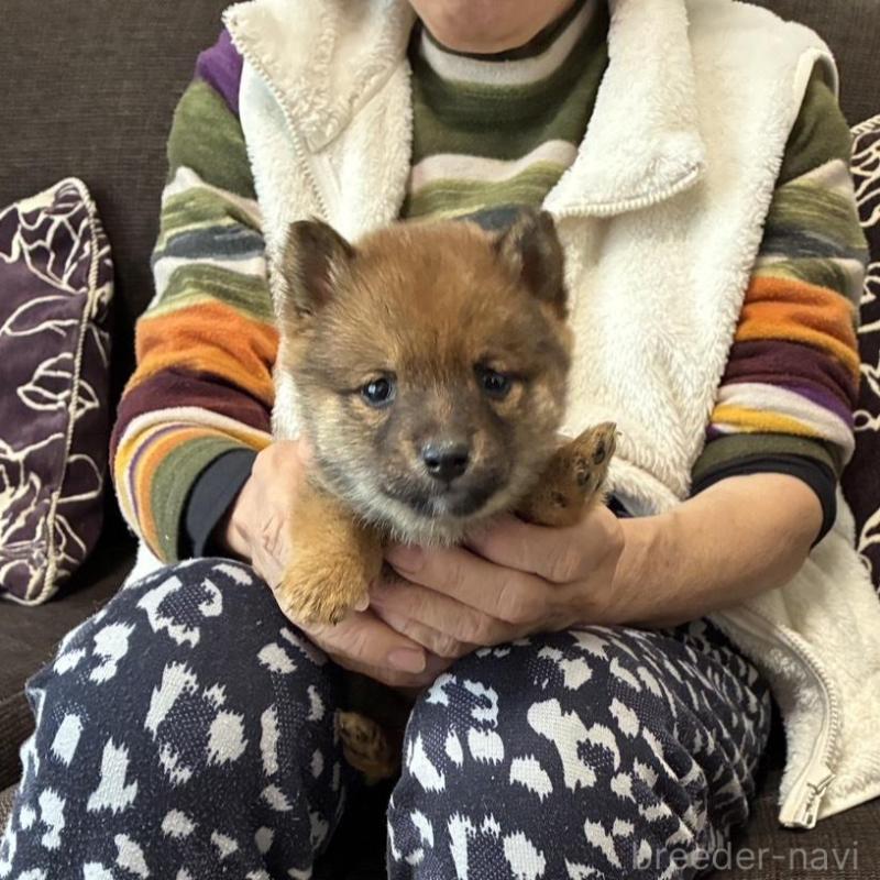 販売中の大分県の豆柴-427712の1枚目