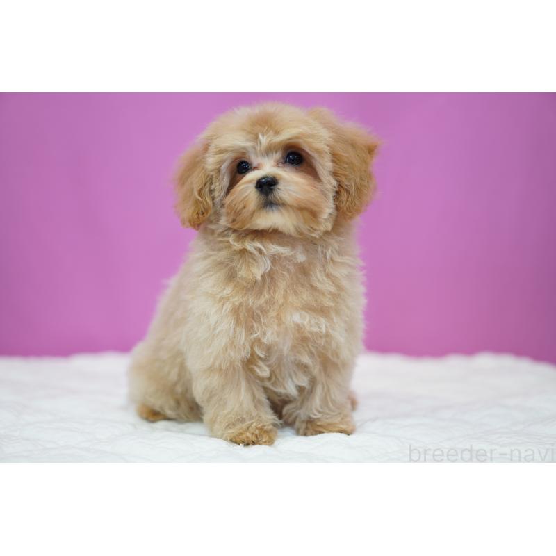 販売中の埼玉県のマルプー:マルチーズ×トイプードル-419109の7枚目