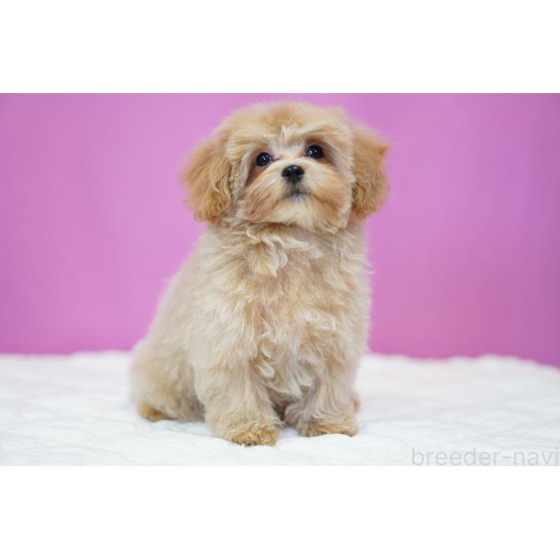 販売中の埼玉県のマルプー:マルチーズ×トイプードル-419109の5枚目