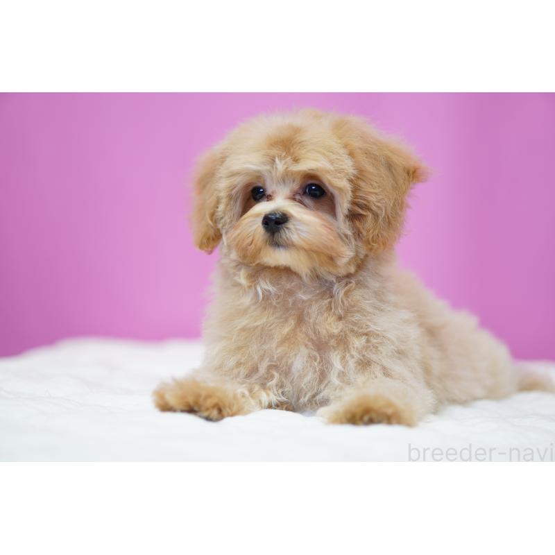 販売中の埼玉県のマルプー:マルチーズ×トイプードル-419109の4枚目