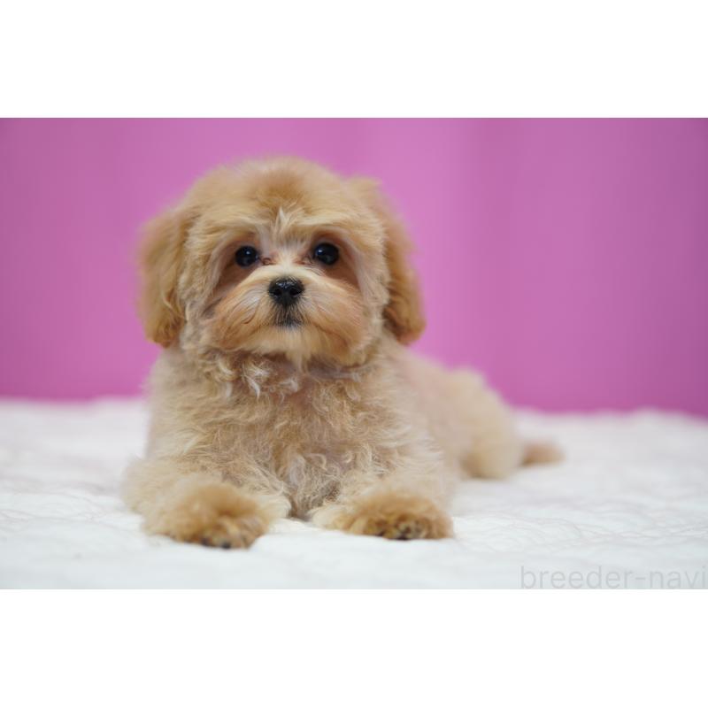 販売中の埼玉県のマルプー:マルチーズ×トイプードル-419109の3枚目