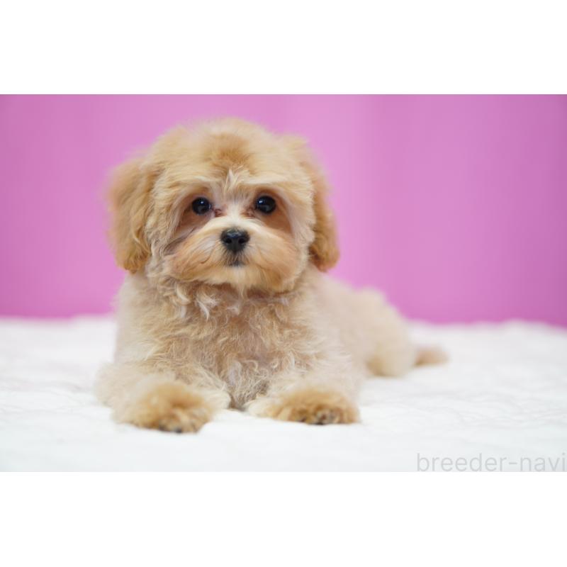 販売中の埼玉県のマルプー:マルチーズ×トイプードル-419109の2枚目