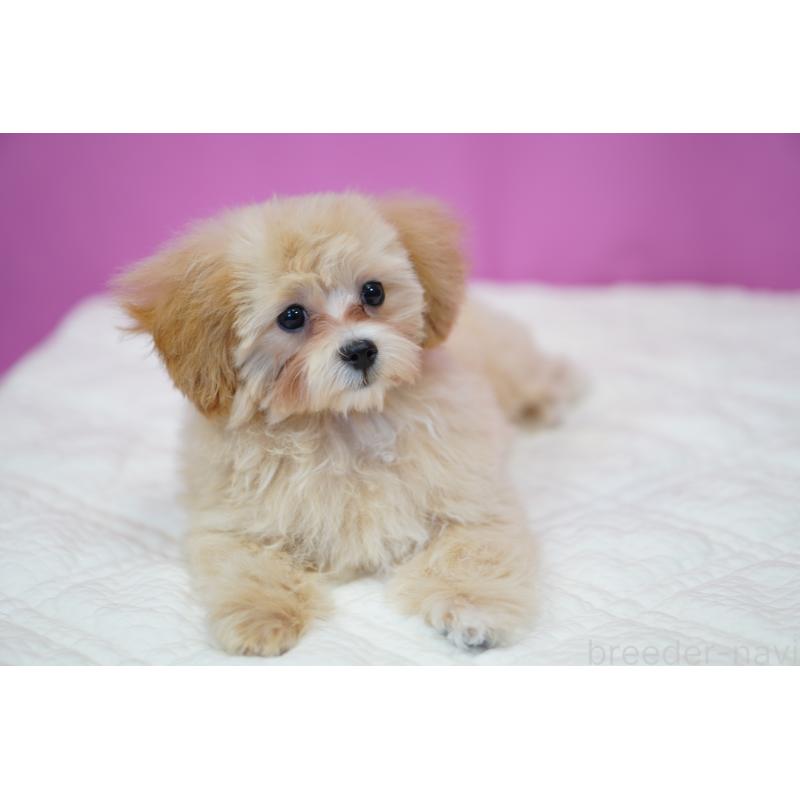 成約済の埼玉県のマルプー:マルチーズ×トイプードル-419110の7枚目