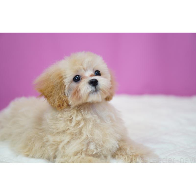 成約済の埼玉県のマルプー:マルチーズ×トイプードル-419110の5枚目