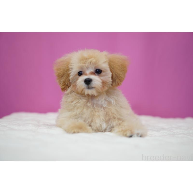 成約済の埼玉県のマルプー:マルチーズ×トイプードル-419110の4枚目