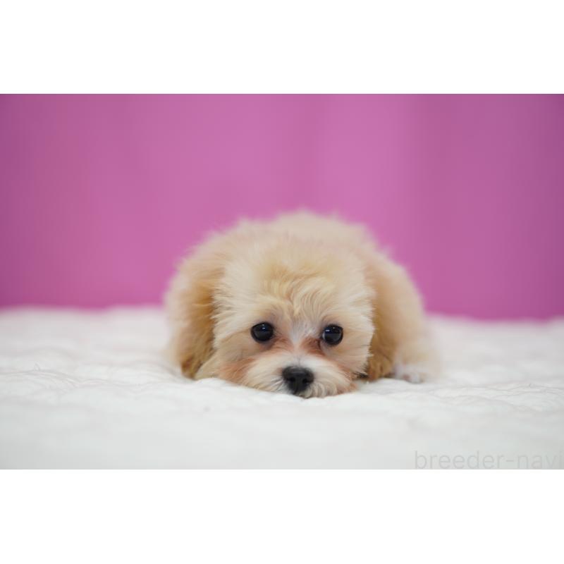 成約済の埼玉県のマルプー:マルチーズ×トイプードル-419110の3枚目