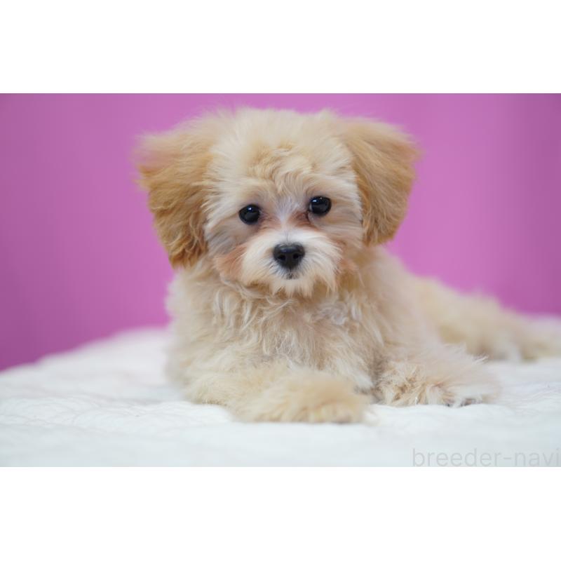 成約済の埼玉県のマルプー:マルチーズ×トイプードル-419110の2枚目