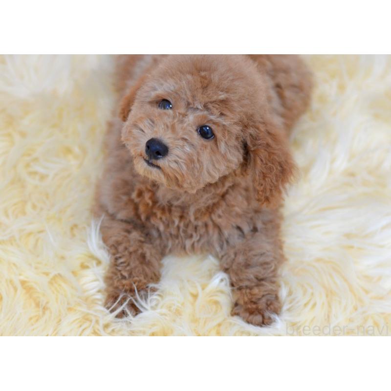 販売中の埼玉県のタイニープードル-418689の7枚目