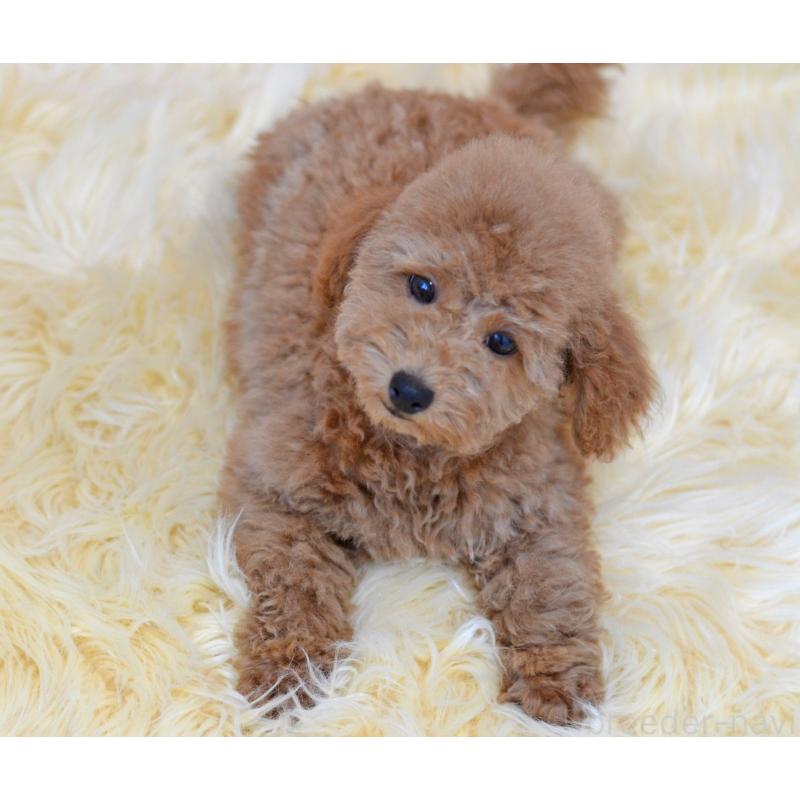 販売中の埼玉県のタイニープードル-418689の6枚目