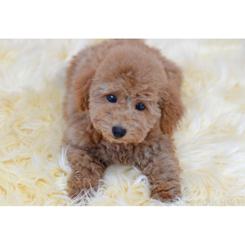 販売中の埼玉県のタイニープードル-418689の5枚目