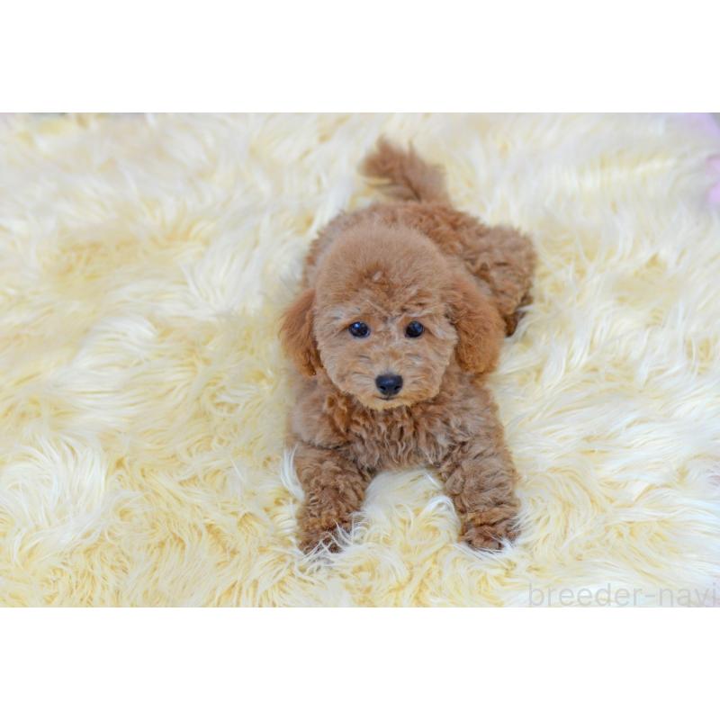 販売中の埼玉県のタイニープードル-418689の4枚目