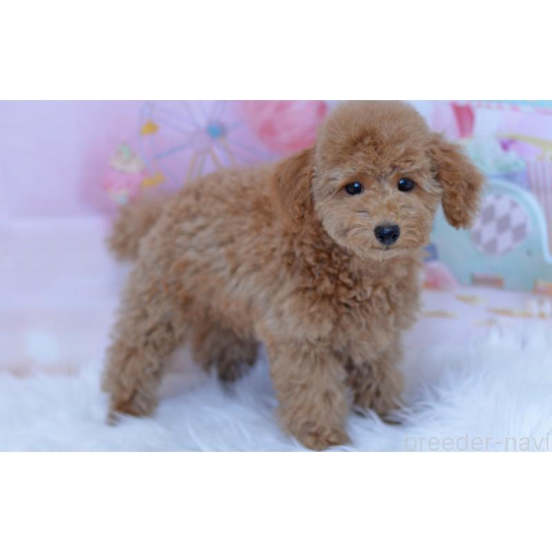 販売中の埼玉県のタイニープードル-418689の3枚目