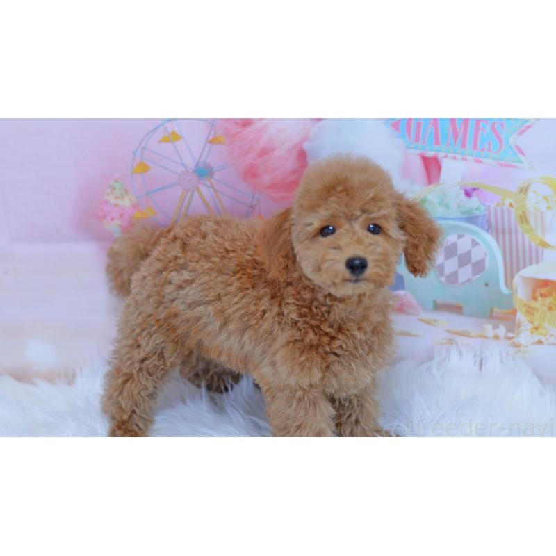 販売中の埼玉県のタイニープードル-418689の2枚目